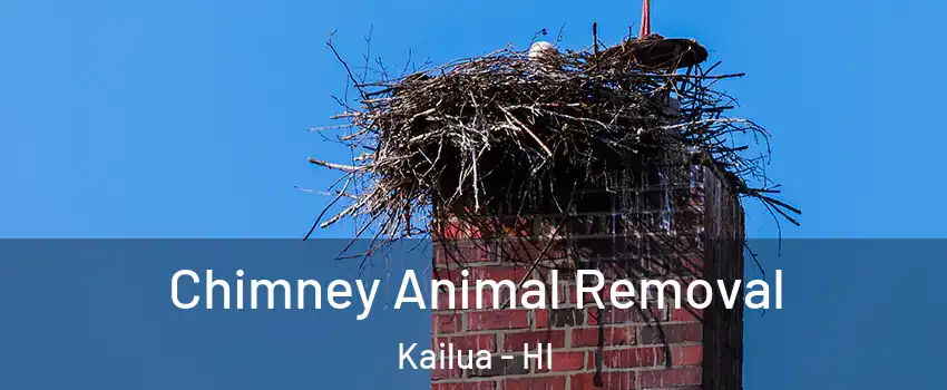  Chimney Animal Removal Kailua - HI