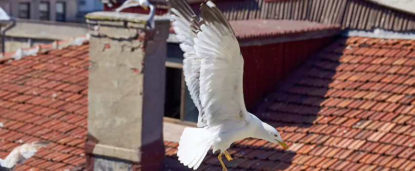 Residential Chimney Animal Removal Solution in Kailua, HI